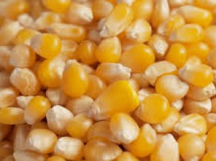 Yellow Corn For Sale at cheap Price