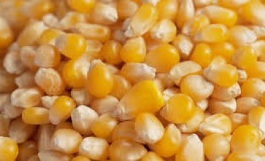 Yellow Corn For Sale at cheap Price