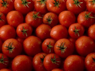Fresh Nashik Tomatoes Exporter