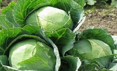 Vegetable Cabbage Seed