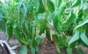 Hybrid Green Pepper Seeds