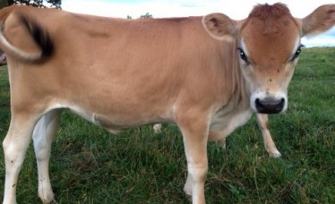 Quality Healthy Jersey Heifer For sale
