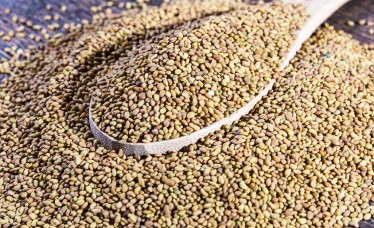 High Grade Best Quality Alfalfa Seeds