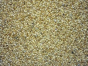 Yellow Millet Supplier from India