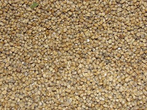 High Quality Millet for Sale
