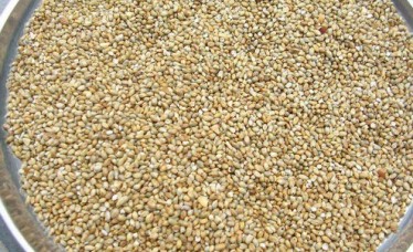 Best Quality Yellow Millet
