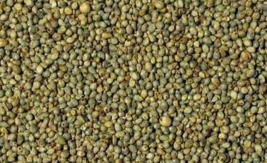Green Millet From India
