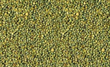 Indian Origin Green Millet