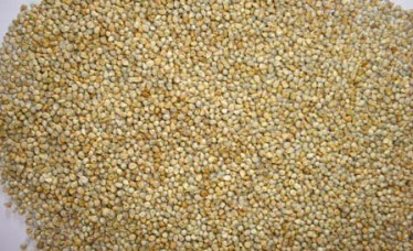 Fresh Millet for Cattle feed
