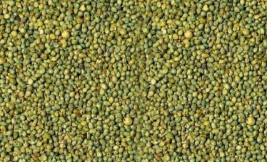 Green Millet Exporter
