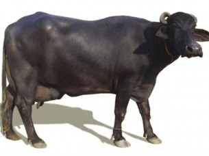 Murrah Buffalo for Sale