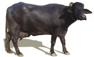 Murrah Buffalo for Sale