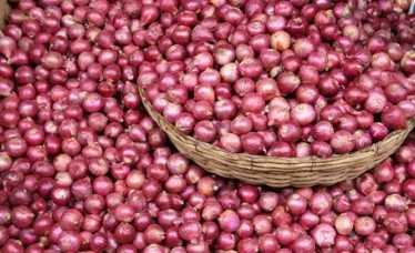 Best Quality Red Onion Supplier