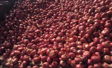 Best Grade Fresh Red Onion Exporter