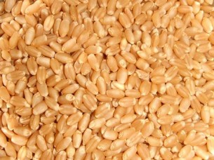 Premium Wheat