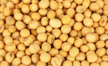 Yellow Soybeans for Sale