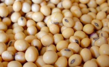 High Quality Grade A Soybeans