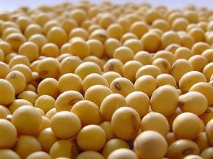 Soybeans From India