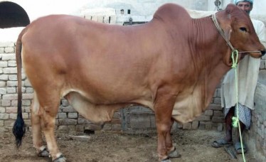 Sahiwal Bull for Dairy