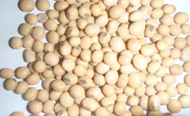 Best Quality Soybeans