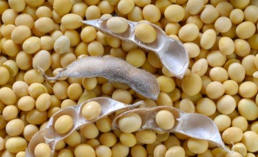 Wholesale Bulk soybeans