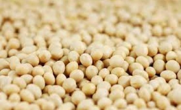 Soybean Best Quality