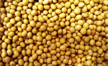 Grade A Soybean