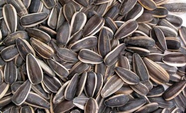 Export Quality Sunflower Seeds