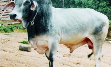 Tharparkar Bull For Sale