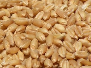 High Quality Indian Wheat