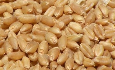 High Quality Indian Wheat