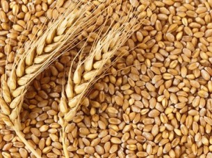 Hot Sale High Quality Wheat from India