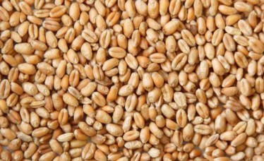 Best Quality Indian Feed Wheat