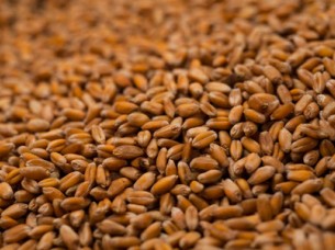 High Quality Wheat From India