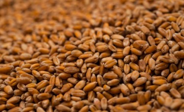 High Quality Wheat From India