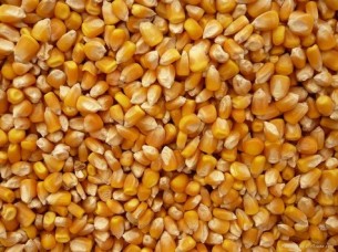 Animal Feed Yellow Corn