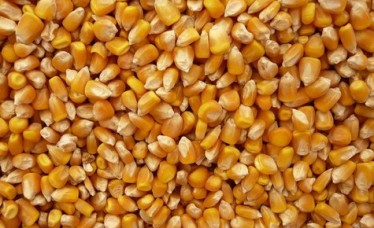 Animal Feed Yellow Corn