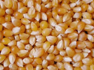 Yellow Maize For Export