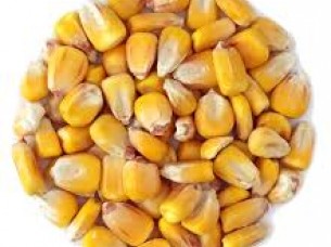 Yellow Corn Supplier